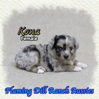 Kona, a female Toy Australian Shepherd for sale in Forestburg, TX – 3 of 5