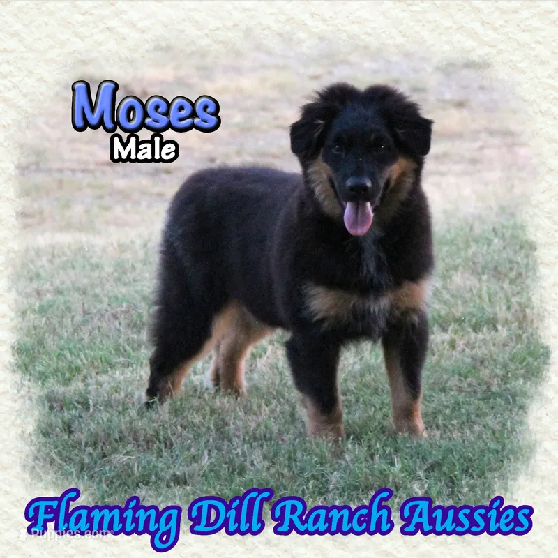 Moses – Miniature Australian Shepherd puppy for sale in Forestburg, TX