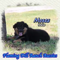 Moses, a male Miniature Australian Shepherd for sale in Forestburg, TX – 4 of 5