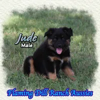 Jude, a male Miniature Australian Shepherd for sale in Forestburg, TX – 3 of 5