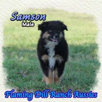 Samson, a male Miniature Australian Shepherd for sale in Forestburg, TX – 4 of 5