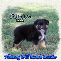 Samson, a male Miniature Australian Shepherd for sale in Forestburg, TX – 2 of 5