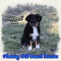 Visconti, a male Toy Australian Shepherd for sale in Forestburg, TX – Photo 3 of 5