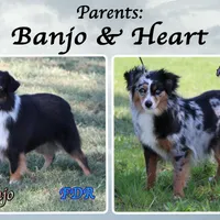 Visconti, a male Toy Australian Shepherd for sale in Forestburg, TX – Photo 5 of 5