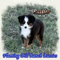 Rattler, a male Toy Australian Shepherd for sale in Forestburg, TX – 2 of 5