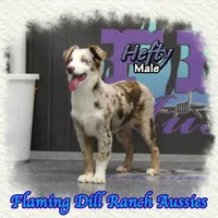Hefty, a male Miniature Australian Shepherd for sale in Forestburg, TX – Photo 4 of 5