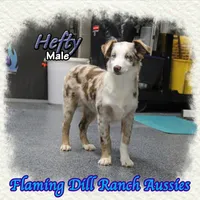Hefty, a male Miniature Australian Shepherd for sale in Forestburg, TX – Photo 2 of 5
