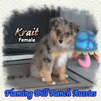 Krait, a female Toy Australian Shepherd for sale in Forestburg, TX – 3 of 5