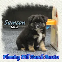 Samson, a male Miniature Australian Shepherd for sale in Forestburg, TX – 3 of 5