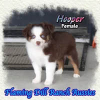 Hooper, a female Toy Australian Shepherd for sale in Forestburg, TX – 1 of 5