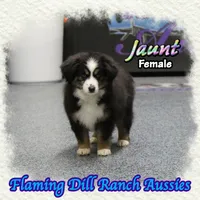 Jaunt, a female Toy Australian Shepherd for sale in Forestburg, TX – Photo 4 of 5