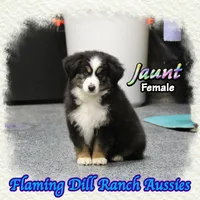 Jaunt, a female Toy Australian Shepherd for sale in Forestburg, TX – Photo 3 of 5