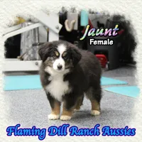 Jaunt, a female Toy Australian Shepherd for sale in Forestburg, TX – Photo 2 of 5