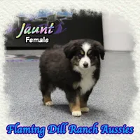 Jaunt, a female Toy Australian Shepherd for sale in Forestburg, TX – Photo 1 of 5