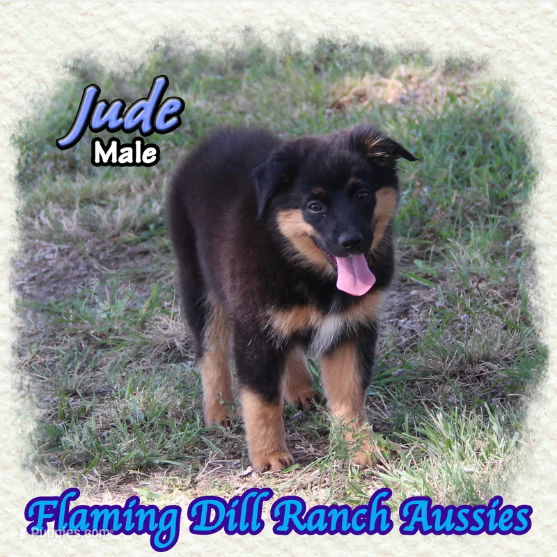 Jude – Miniature Australian Shepherd puppy for sale in Forestburg, TX