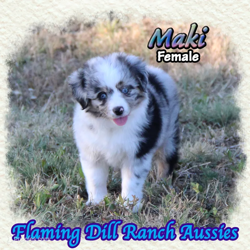 Maki – Toy Australian Shepherd puppy for sale in Forestburg, TX
