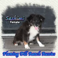 Sashimi, a female Toy Australian Shepherd for sale in Forestburg, TX – 3 of 5