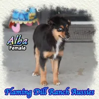 Alba, a female Miniature Australian Shepherd for sale in Forestburg, TX – 4 of 5