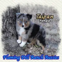 Taipan, a female Toy Australian Shepherd for sale in Forestburg, TX – 4 of 5