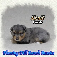 Krait, a female Toy Australian Shepherd for sale in Forestburg, TX – 2 of 5