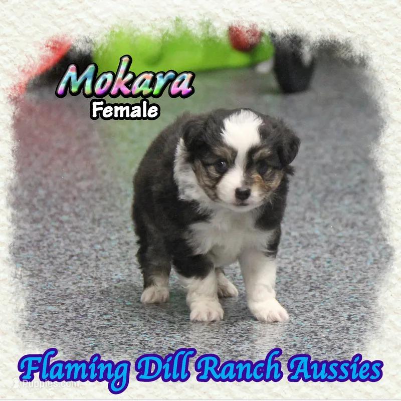 Mokara – Toy Australian Shepherd puppy for sale in Forestburg, TX