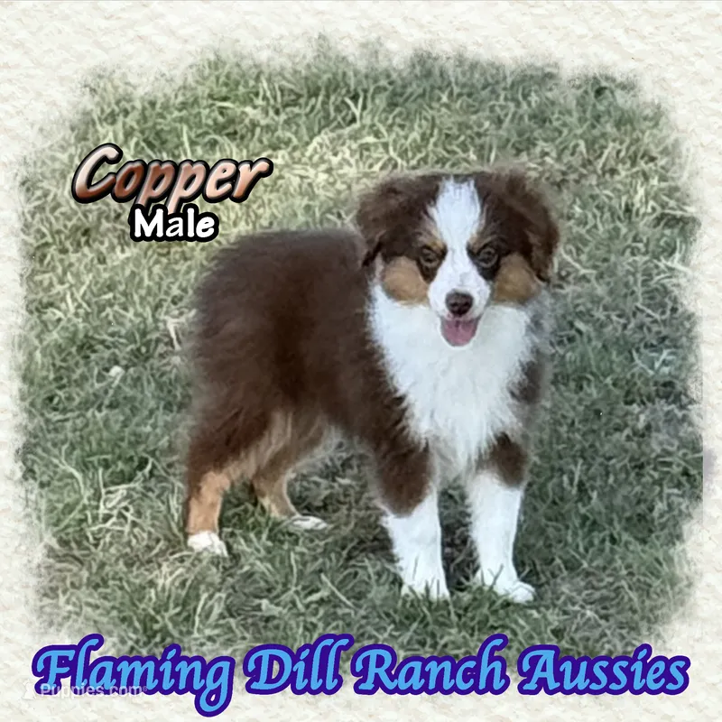 Copper – Toy Australian Shepherd puppy for sale in Forestburg, TX