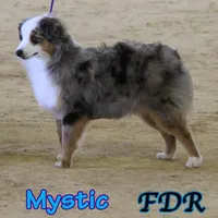 Mystic, a female Toy Australian Shepherd for sale in Forestburg, TX – 2 of 4