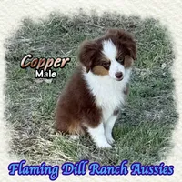 Copper, a male Toy Australian Shepherd for sale in Forestburg, TX – 3 of 5