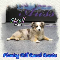 Stroll, a male Toy Australian Shepherd for sale in Forestburg, TX – Photo 4 of 5
