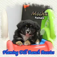 Mocha, a female Toy Australian Shepherd for sale in Forestburg, TX – 4 of 5