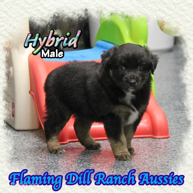 Hybrid – Miniature Australian Shepherd puppy for sale in Forestburg, TX