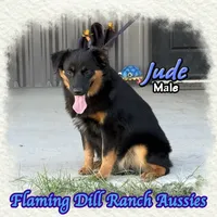 Jude, a male Miniature Australian Shepherd for sale in Forestburg, TX – 3 of 5