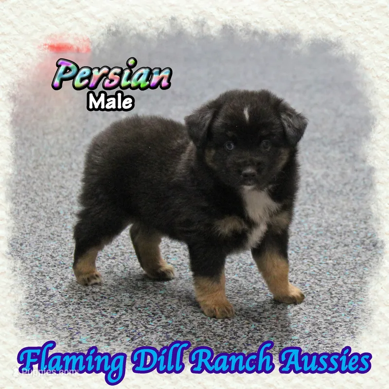 Persian – Miniature Australian Shepherd puppy for sale in Forestburg, TX