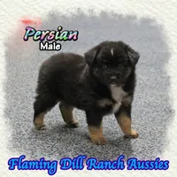 Persian, a male Miniature Australian Shepherd for sale in Forestburg, TX – 1 of 5