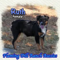 Ruth, a female Miniature Australian Shepherd for sale in Forestburg, TX – 2 of 5