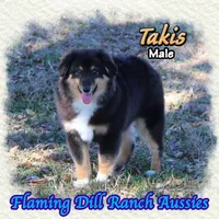 Takis, a male Toy Australian Shepherd for sale in Forestburg, TX – Photo 1 of 5