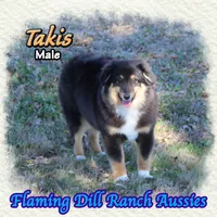 Takis, a male Toy Australian Shepherd for sale in Forestburg, TX – Photo 2 of 5