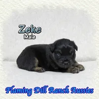 Zeke, a male Miniature Australian Shepherd for sale in Forestburg, TX – Photo 3 of 5