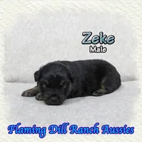 Zeke, a male Miniature Australian Shepherd for sale in Forestburg, TX – Photo 4 of 5