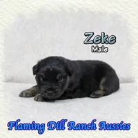 Zeke, a male Miniature Australian Shepherd for sale in Forestburg, TX – Photo 2 of 5