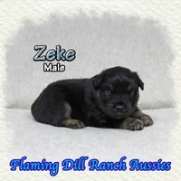 Zeke, a male Miniature Australian Shepherd for sale in Forestburg, TX – Photo 1 of 5