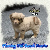 Chai, a male Toy Australian Shepherd for sale in Forestburg, TX – 2 of 5