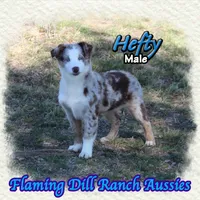 Hefty, a male Miniature Australian Shepherd for sale in Forestburg, TX – Photo 2 of 5