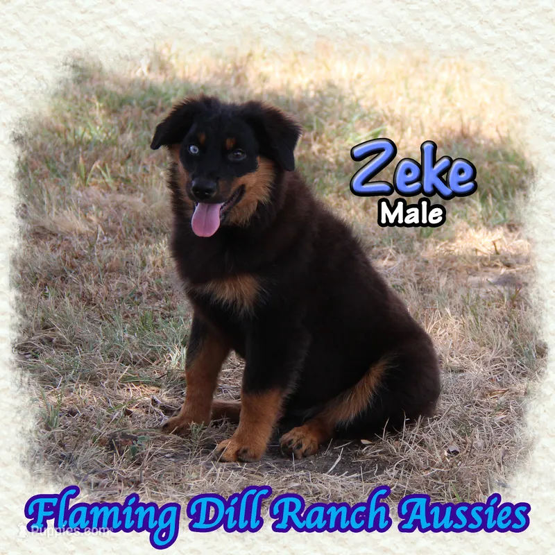 Zeke – Miniature Australian Shepherd puppy for sale in Forestburg, TX