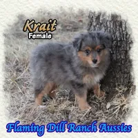 Krait, a female Toy Australian Shepherd for sale in Forestburg, TX – 4 of 5