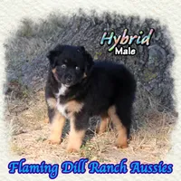 Hybrid, a male Miniature Australian Shepherd for sale in Forestburg, TX – 2 of 5