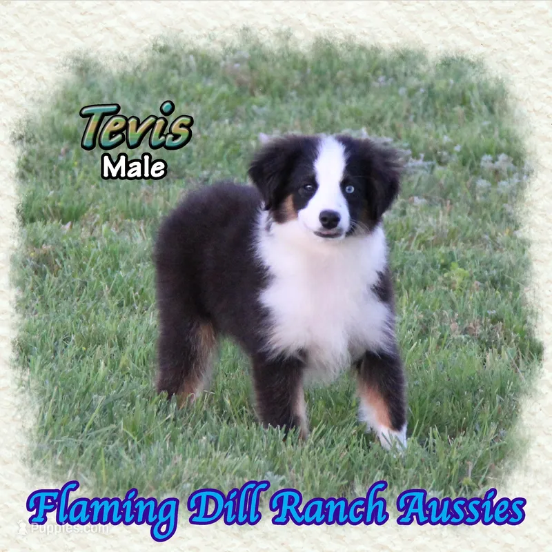 Tevis – Toy Australian Shepherd puppy for sale in Forestburg, TX