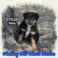 Persian, a male Miniature Australian Shepherd for sale in Forestburg, TX – 3 of 5
