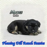 Moses, a male Miniature Australian Shepherd for sale in Forestburg, TX – 4 of 5