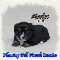 Mocha, a female Toy Australian Shepherd for sale in Forestburg, TX – 2 of 5